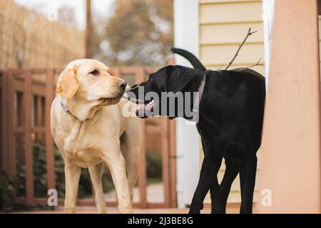 Eine Nahaufnahme von zwei Labradors, die miteinander spielen. Stockfoto