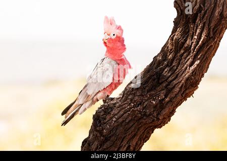 Wunderschöne GALAH, die im Schatten eines Baumes ruht. Stockfoto