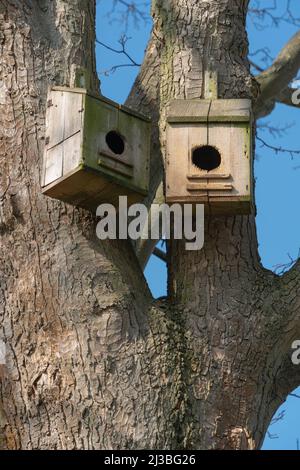 Großer Vogelnistkasten, Gartenvögel, große Frontöffnung, Dohlen, Baum brütende Enten, Tauben, Tauben, größere Vogelarten, bewerten Dachaufhebung. Stockfoto