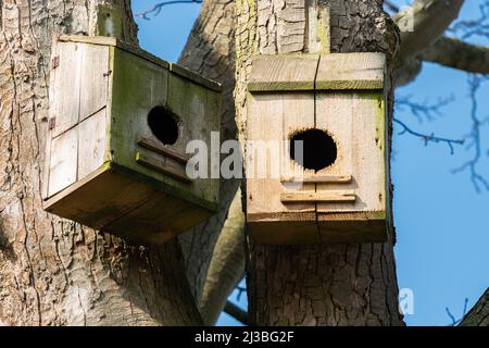 Großer Vogelnistkasten, Gartenvögel, große Frontöffnung, Dohlen, Baum brütende Enten, Tauben, Tauben, größere Vogelarten, bewerten Dachaufhebung. Stockfoto