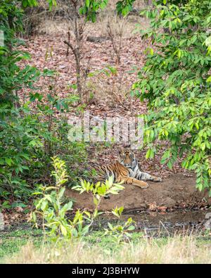 Wilder männlicher königlicher bengalischer männlicher Tiger, der im Schatten eines grünen Baumes ruht und während einer heißen Sommersafari in bandhavgarh indien auf seine Mutter wartet Stockfoto