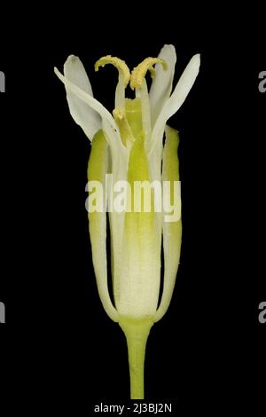 Turmsenf (Turritis glabra). Blumenansicht Stockfoto