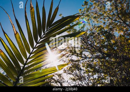 Nahaufnahme von Majesty Palmwedel (Ravenea rivularis) im Freien im sonnigen Hinterhof mit Sonneneinstrahlung in geringer Schärfentiefe Stockfoto