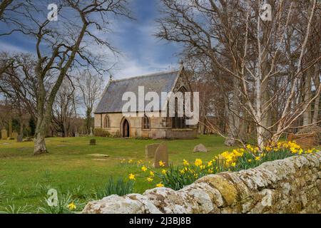 ST MICHAEL KIRK GORDONSTOUN SCHULE MORAY SCHOTTLAND EINE STEINMAUER UND NARZISSEN IM FRÜHJAHR Stockfoto