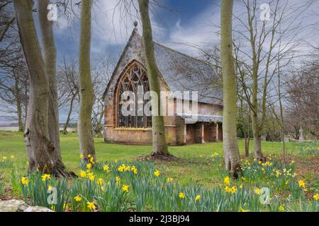 ST MICHAEL KIRK GORDONSTOUN SCHULE MORAY SCHOTTLAND UND NARZISSEN IM FRÜHEN FRÜHJAHR Stockfoto