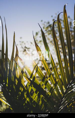 Nahaufnahme von Majesty Palmwedel (Ravenea rivularis) im Freien im sonnigen Hinterhof mit Sonneneinstrahlung in geringer Schärfentiefe Stockfoto