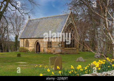 ST. MICHAEL KIRK GORDONSTOUN SCHULE MORAY SCHOTTLAND UND NARZISSEN IM FRÜHJAHR Stockfoto