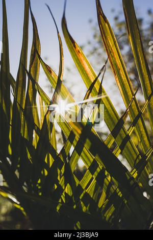 Nahaufnahme von Majesty Palmwedel (Ravenea rivularis) im Freien im sonnigen Hinterhof mit Sonneneinstrahlung in geringer Schärfentiefe Stockfoto