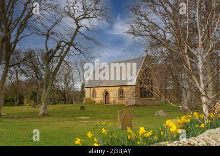 ST. MICHAEL KIRK GORDONSTOUN SCHULE MORAY SCHOTTLAND UND NARZISSEN IM FRÜHLING Stockfoto