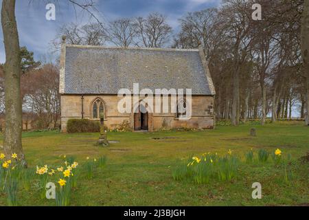 ST MICHAEL KIRK GORDONSTOUN SCHULE MORAY SCHOTTLAND MIT NARZISSEN IM FRÜHEN FRÜHJAHR Stockfoto