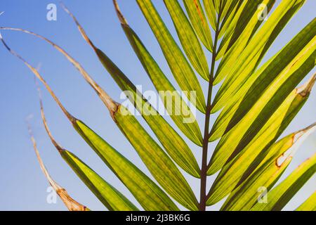 Nahaufnahme von Majestät Palmwedel (Ravenea rivularis), die im Sonnenlicht im sonnigen Hinterhof im Freien leuchtet und in geringer Tiefenschärfe aufgenommen wurde Stockfoto