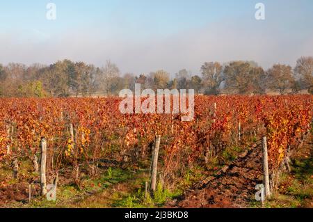 Weinberge in der Nähe von Chinon, regionaler Naturpark Loire-Anjou-Touraine, Loiretal, UNESCO-Weltkulturerbe, Indre et Loire (37), Centre-Val Stockfoto