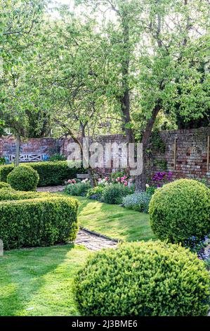 Neue Blätter auf Bäumen mit beschnittenen Kastenkugeln im ummauerten Suffolk-Garten im Frühjahr, Großbritannien Stockfoto