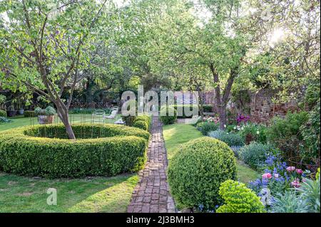 Neue Blätter auf Bäumen mit gemauertem Fußweg im ummauerten Suffolk-Garten im Frühjahr, Großbritannien Stockfoto