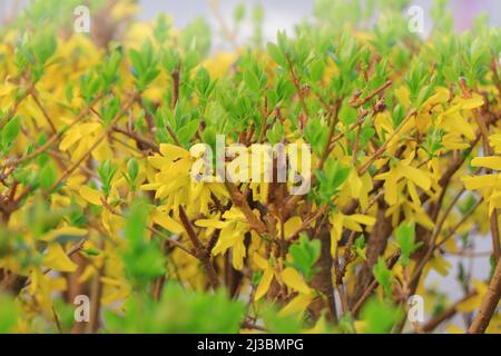 Forsythia × intermedia oder Border Forsythia Stockfoto