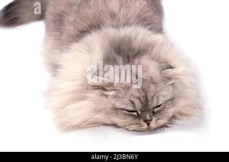 Schönes helles Bild flauschige schottische Katze silberne Chinchilla auf weißem Hintergrund liegend, isoliertes Bild, schöne Hauskatzen, Katzen im Haus, p Stockfoto