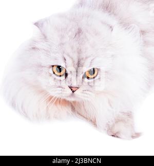 Portrait flauschige schottische Highland Katze silberne Chinchilla auf weißem Hintergrund liegend, isoliertes Bild, schöne Hauskatzen, Katzen im Haus, Haustiere, Stockfoto