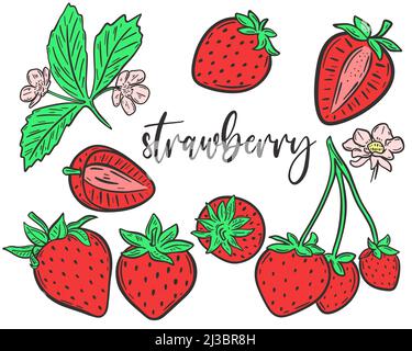 Handgezeichnete Vektorgrafik für Erdbeeren einstellen. Sammeln Sie ganze Beeren, Teile, Blumen und Blätter. Bündeln Sie rote süße saftige Beeren Bio-Lebensmittel Stock Vektor