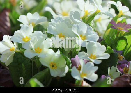 Weiße Primueln. Plantae. Primula vulgaris. Primula acaulis Stockfoto