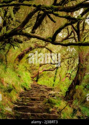 Steile Steintreppe durch den madeira-Wald. Der Wanderweg wird von knarrigen Bäumen umrahmt. Stockfoto