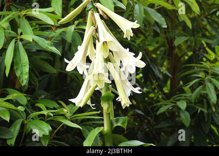 Große weiße riesige Himalaya-Lilie (Cardiocrinum giganteum) Blumen, die in Holker Hall & Gardens, Lake District, Cumbria, England, Großbritannien, angebaut werden. Stockfoto