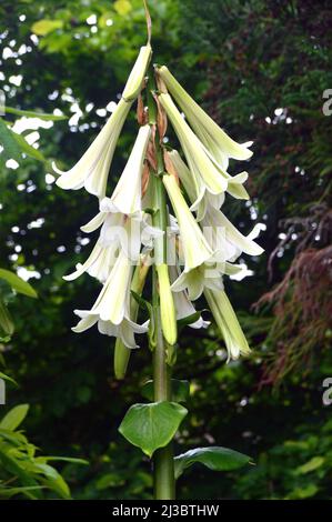 Große weiße riesige Himalaya-Lilie (Cardiocrinum giganteum) Blumen, die in Holker Hall & Gardens, Lake District, Cumbria, England, Großbritannien, angebaut werden. Stockfoto