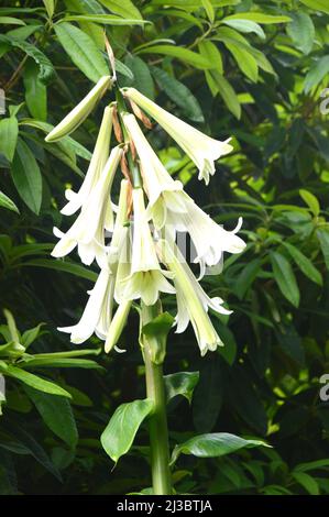 Große weiße riesige Himalaya-Lilie (Cardiocrinum giganteum) Blumen, die in Holker Hall & Gardens, Lake District, Cumbria, England, Großbritannien, angebaut werden. Stockfoto