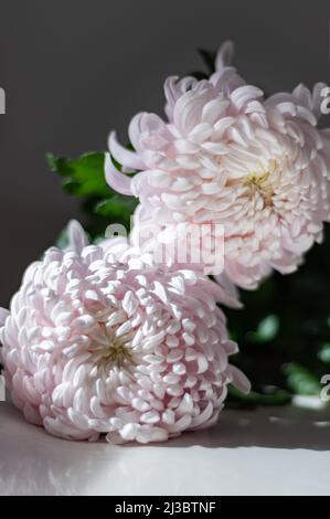 Rosa Chrysanthemen Stockfoto