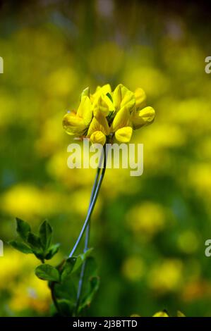 Gelber Vogelfuß-Trefoil (Lotus corniculatus) Blumen, die in Holker Hall & Gardens, Lake District, Cumbria, England, Großbritannien, angebaut werden. Stockfoto