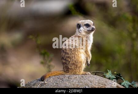 Nahaufnahme eines Erdmännchen, der auf einem Stein mit verschwommenem Hintergrund sitzt Stockfoto