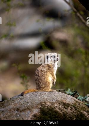 Eine vertikale Aufnahme eines Erdmännchen, der auf einem Stein mit verschwommenem Hintergrund sitzt Stockfoto