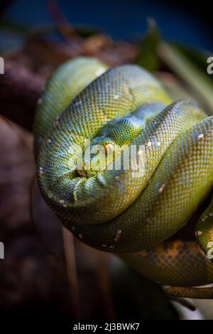 Eine vertikale Nahaufnahme einer grünen Baumpython Stockfoto