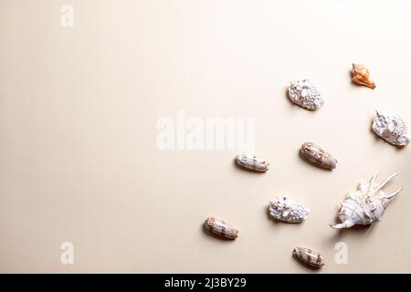 Sommerkomposition mit verschiedenen Muscheln auf beigem Hintergrund. Kopierraum Stockfoto