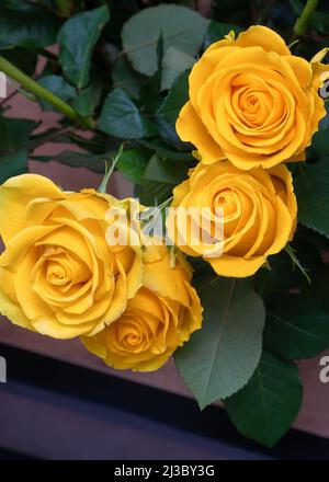 Nahaufnahme von schönen gelben Rosen mit grünen Blättern. Blumen für einen Urlaub, Rosenblüten Hintergrund. Vertikales Foto Stockfoto