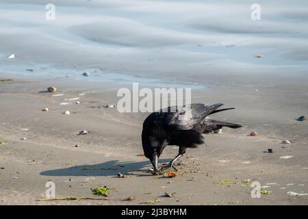 Aaskrähe corvus corone ein Singvögel der Familie corvidae, der am Strand eine Muschel isst Stockfoto