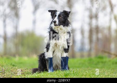 Porträt eines Border Collie Hundes in blauen Gummistiefeln und posiert an einem regnerischen Tag auf einer Wiese Stockfoto