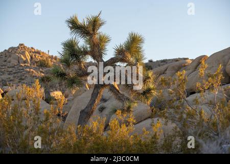 Joshua-Bäume werden morgens von der frühen Sonne im Jumbo Rocks Campground im Joshua Tree National Park in Südkalifornien beleuchtet. Stockfoto