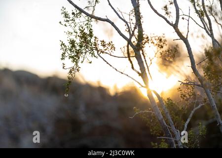 Die golduntergehende Sonne beleuchtet einen kleinen Baum, der inmitten des Jumbo Rocks Campground im Joshua Tree National Campground in Südkalifornien wächst Stockfoto