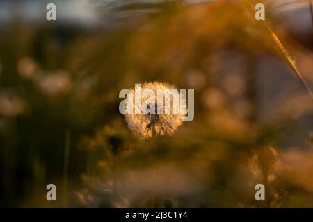 Flauschig leuchtender runder Dandelion im Gras, das von der untergehenden Sonne beleuchtet wird. Sommerstimmung Konzept. Das Konzept der Freiheit, Träume der Zukunft, beschallen Stockfoto