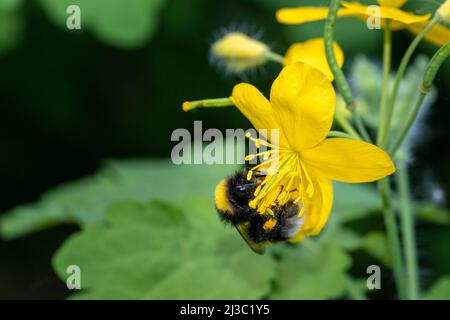 Eine Honigbiene sammelt an einem sonnigen Tag Pollen auf einer gelben Blume. Bienen sammeln Nektar auf einer Blume zur Bestäubung. Nahaufnahme einer Biene, die Pollen sammelt Stockfoto