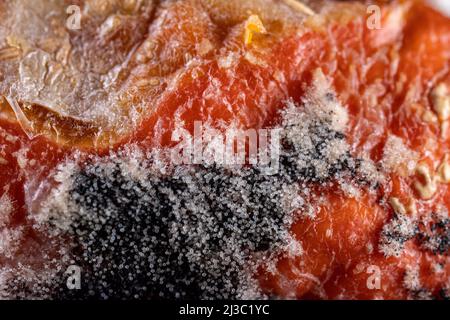 Textur von verschiedenen giftigen Schimmelpilzen, Sporen, Pilzen auf Früchten, Makro. Organische, medizinische Forschung. Pilz mit Schimmel auf Früchten. Schimmel auf dem Essen. Vergiftet schlechtes Foo Stockfoto