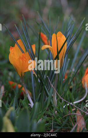 Crocus flavus, Crocus aureus. Holländischer gelber Krokus oder Schneekrokus. Stockfoto