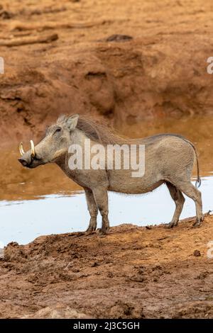 Warthog, Addo Elephant National Park Stockfoto