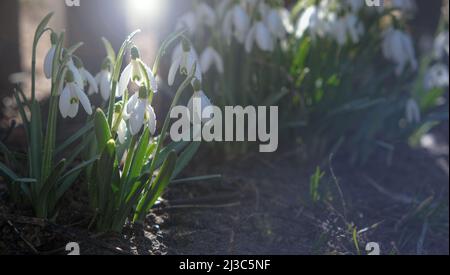 Schneeglöckchen blühen im Frühling im Garten. Stockfoto