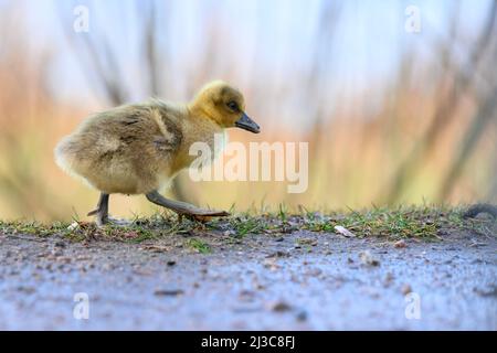 Hamburg, Deutschland. 07. April 2022. Ein graues Gänsekick (Anser anser) geht einen Pfad entlang. Quelle: Jonas Walzberg/dpa/Alamy Live News Stockfoto