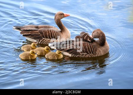 Hamburg, Deutschland. 07. April 2022. Graugänse (Anser anser) schwimmen mit ihren Küken über die Außenalster. Quelle: Jonas Walzberg/dpa/Alamy Live News Stockfoto