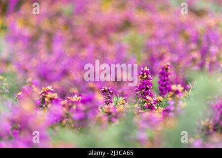 Nahaufnahme von wilden rosa Heidekraut-Blüten im Moor in der Bretagne, Frankreich Stockfoto