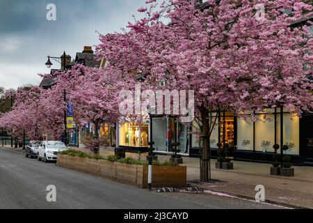 Malerisches Stadtzentrum im Frühling (wunderschöne farbenfrohe Kirschbäume in voller Blüte, Restaurant-Café-Geschäfte, abends) - The Grove, Ilkley, Yorkshire, England, Großbritannien. Stockfoto