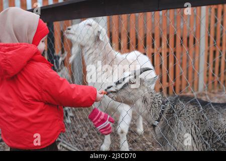 Kleines Mädchen füttert Ziegen auf dem Bauernhof. Agrotourismus-Konzept. Schöne Baby Kind Streicheltiere Tiere im Zoo Stockfoto