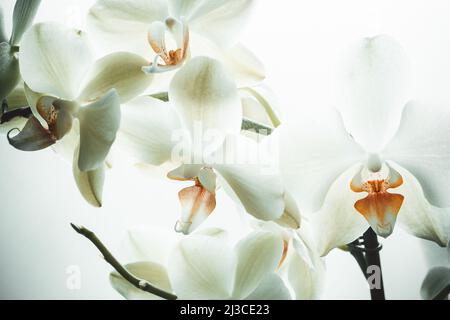 Weiße Orchideenblüten auf weißem Hintergrund, Nahaufnahme. Phalaenopsis Orchideenhintergrund für Poster, Kalender, post, Bildschirmschoner, Wallpaper, Postkarte, Karte Stockfoto